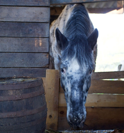 Zoo park Rožman, več kot živalski vrt