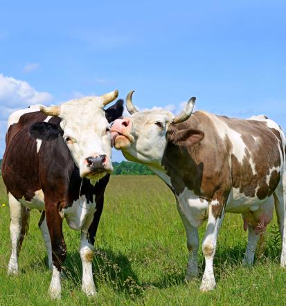 Planinska paša goveda Gorenjska