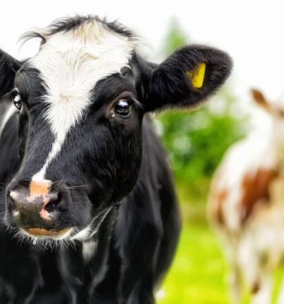 Govedoreja na planini Gorenjska