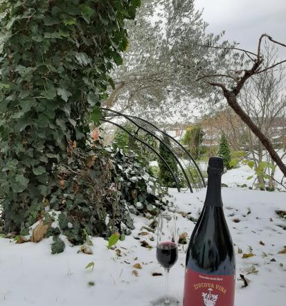 Kmečki turizem Kras