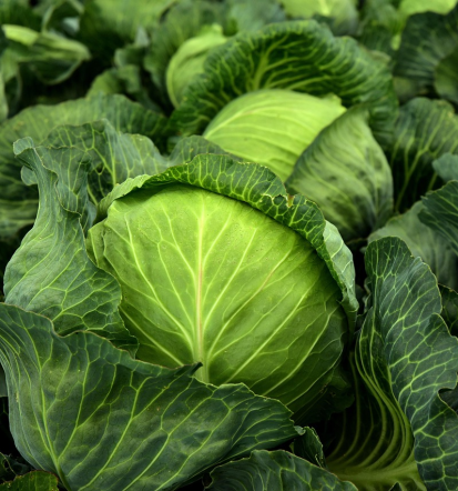 Kupite domačo zelenjavo, ekološka, sezonska pridelava Cerkvenjak, Štajerska