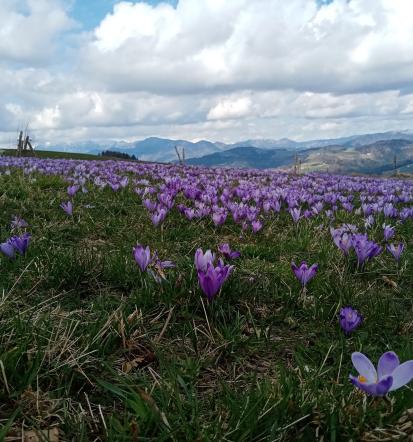 Kmetijska zadruga Idrija, Goriška