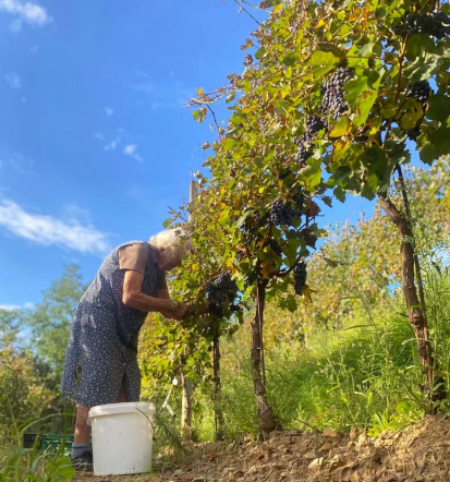 Degustacije vin Vipava