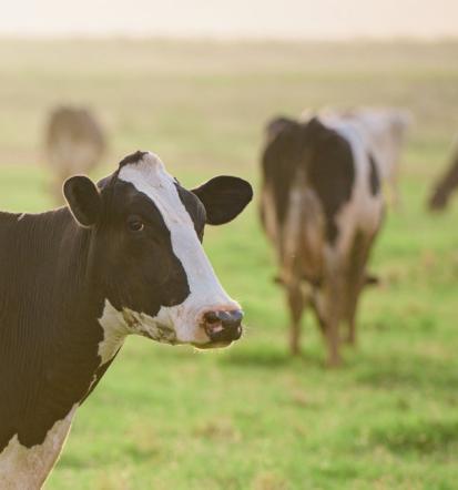 Paša goveda Gorenjska