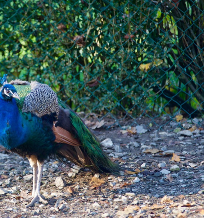 Privatni živalski vrt Horjul