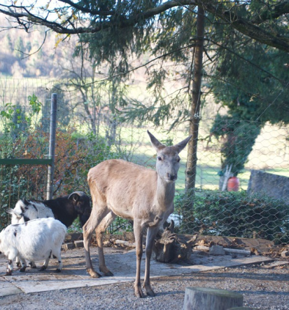 Dom za rešene živali, Zoo park Rožman