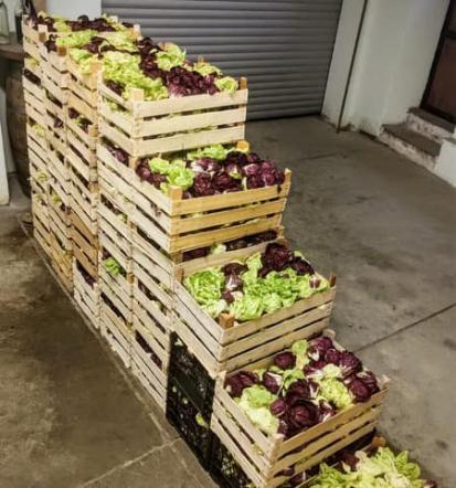 Lokalno pridelana hrana Goriška