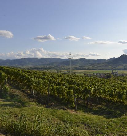 Degustacije vin Primorska