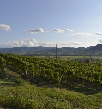 Degustacije vin Primorska