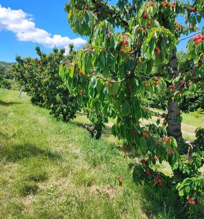 Sezonsko sveže sadje neposredno iz vinogradov