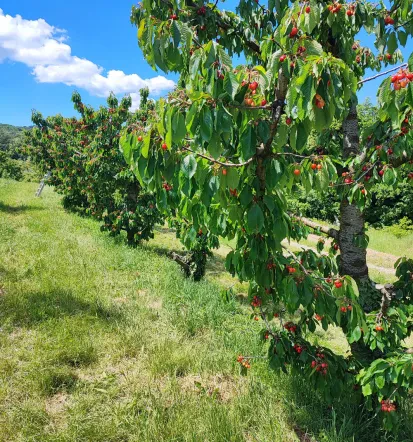 Sezonsko sveže sadje neposredno iz vinogradov