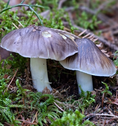 Izobraževanje o gobah Podravska