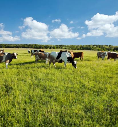 Trgovina za kmetijstvo Pomurje in Prekmurje