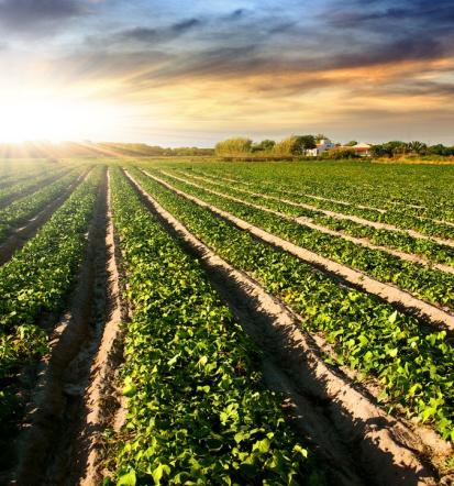 Odkup živali Gornja Radgona po poštenih pogojih