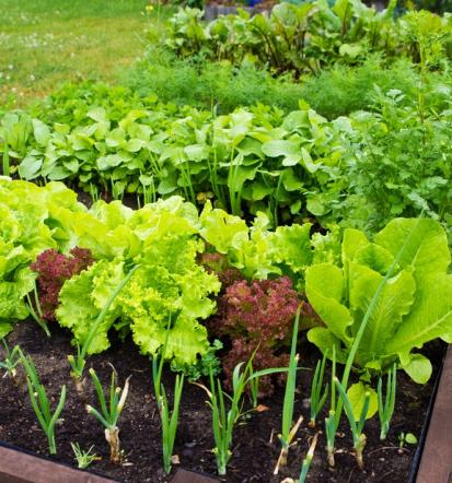 Kmetijska skupnost Naklo