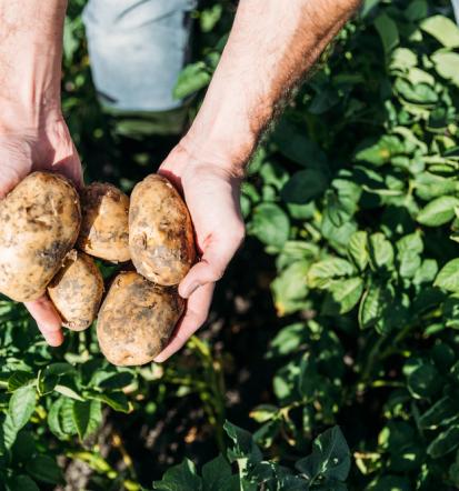 Prodaja dobrega repromateriala, kmetijska zadruga Prekmurje, Pomurje, odlična izbira