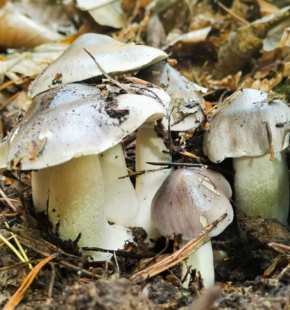 Učenje o gobah Podravska