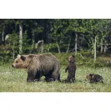 Prirodoslovni muzej Slovenije