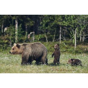 Prirodoslovni muzej Slovenije