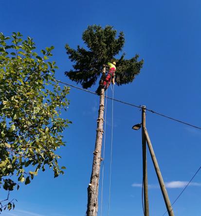 Podiranje dreves Lenart, Maribor, Štajerska