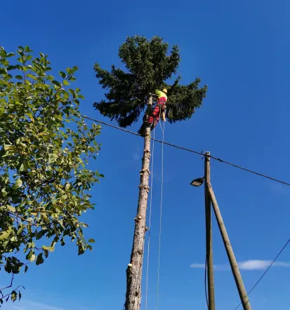 Podiranje dreves Lenart, Maribor, Štajerska