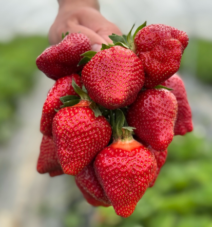Najboljši jabolčni sok na Štajerskem