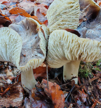 Gobarjenje Podravska