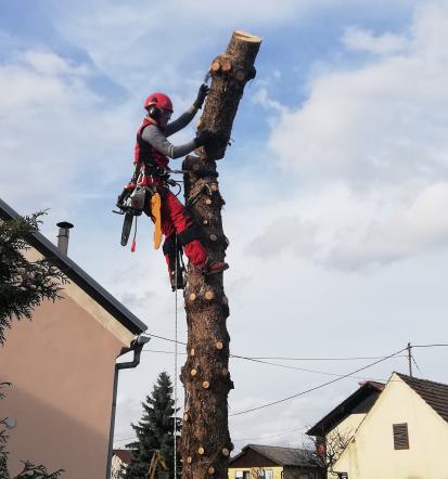 Podiranje dreves Maribor