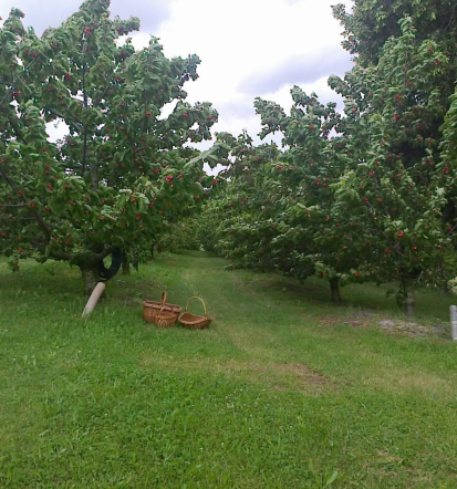 Degustacije domačega vina Vipavska dolina