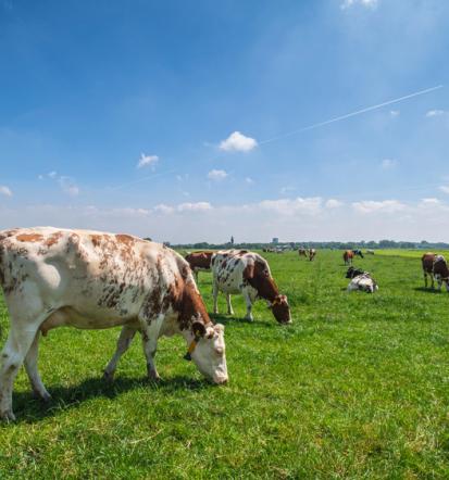 DOSTO Origano izdelek Slovenija
