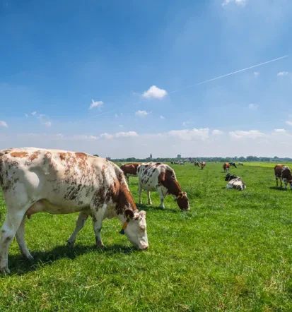 DOSTO Origano izdelek Slovenija