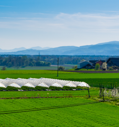 Jabolčni rok Štajerska