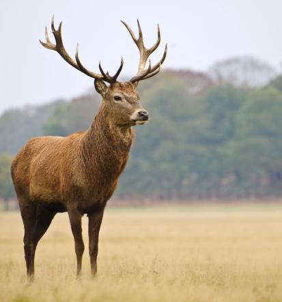 Državni muzej z naravoslovno vsebino