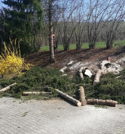 Podiranje dreves Štajerska