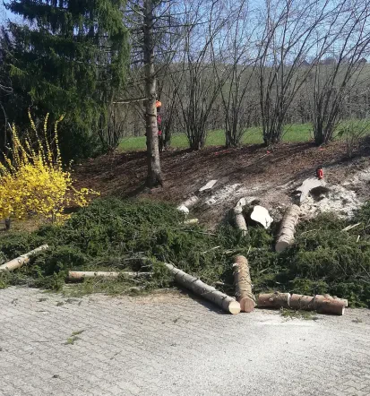 Podiranje dreves Štajerska