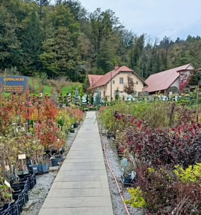Prodaja žive meje Slovenija, trajne in odporne rastline