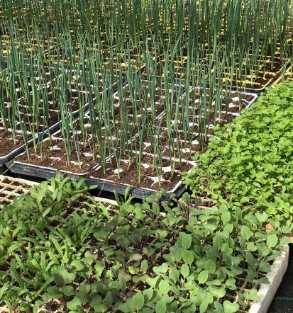 Drevesnica Osrednja Slovenija