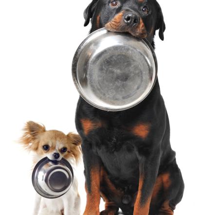 Premium hrana za pse Pomurje