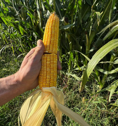Semenska koruza Slovenija za uspešno pridelavo na kmetiji