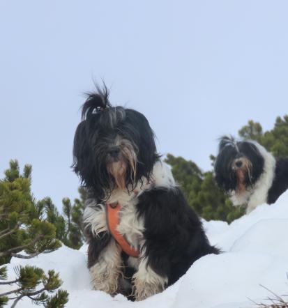 Obisk Črne prsti nad Podbrdom
