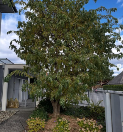 Rezanje žive meje Murska Sobota, Pomurje