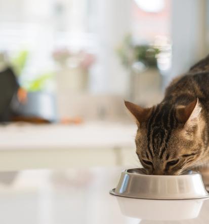 Hrana za male živali Husse