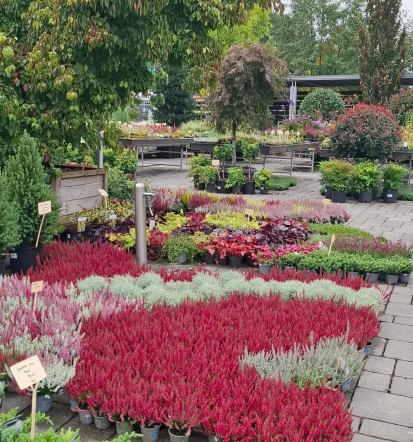 Najboljša prodaja trajnic in grmovnic Slovenija