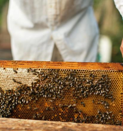 Čebelarji Poljčane, okolica