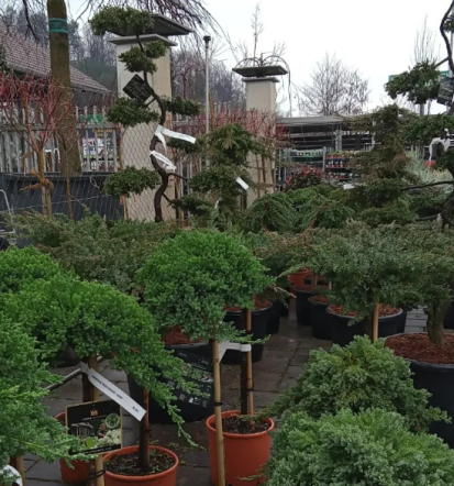 Kombinacije zimzelenih in listnatih rastlin za žive meje