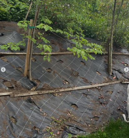 Ugodno obrezovanje žive meje Murska Sobota, Pomurje