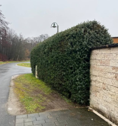 Zasaditev in obrezovanje dreves Murska Sobota, Pomurje