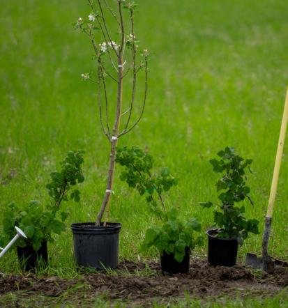 Trajna rešitev za domač vrt, prodaja sadnega drevja Slovenija