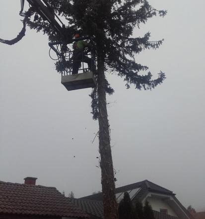 Zasaditev dreves Ljubljana, Osrednja Slovenija