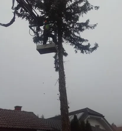 Zasaditev dreves Ljubljana, Osrednja Slovenija